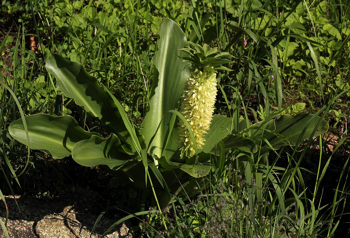 Eucomis autumnalis