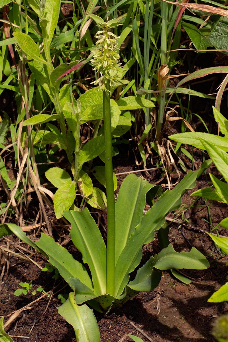 Eucomis autumnalis