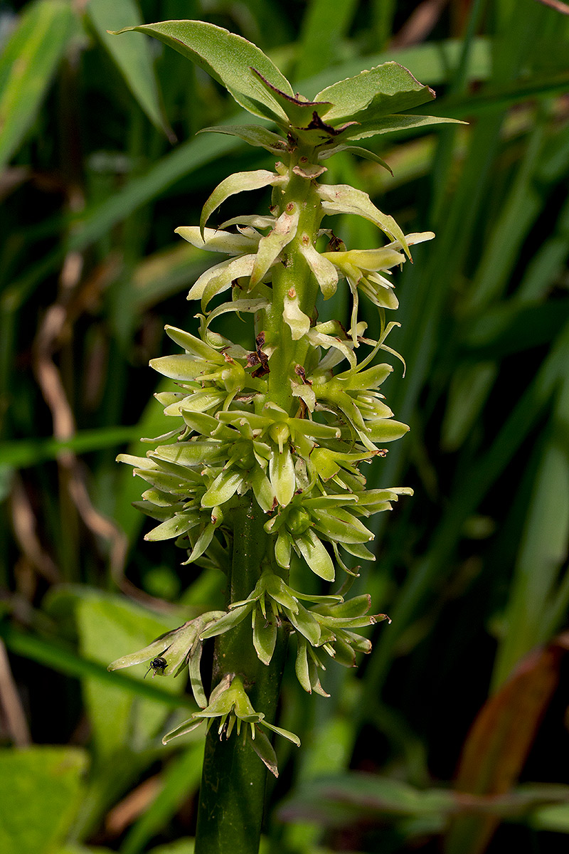 Eucomis autumnalis