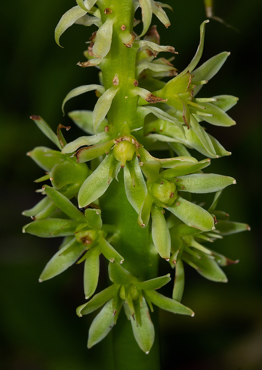 Eucomis autumnalis Eucomis autumnalis