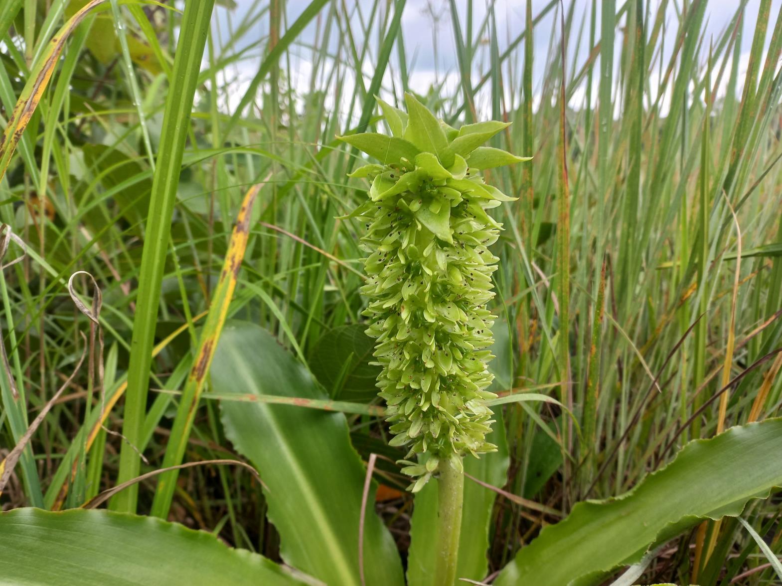 Eucomis autumnalis