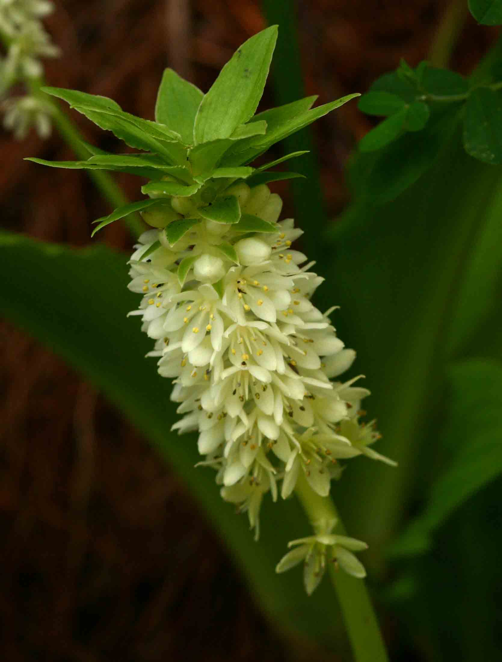 Eucomis autumnalis Eucomis autumnalis