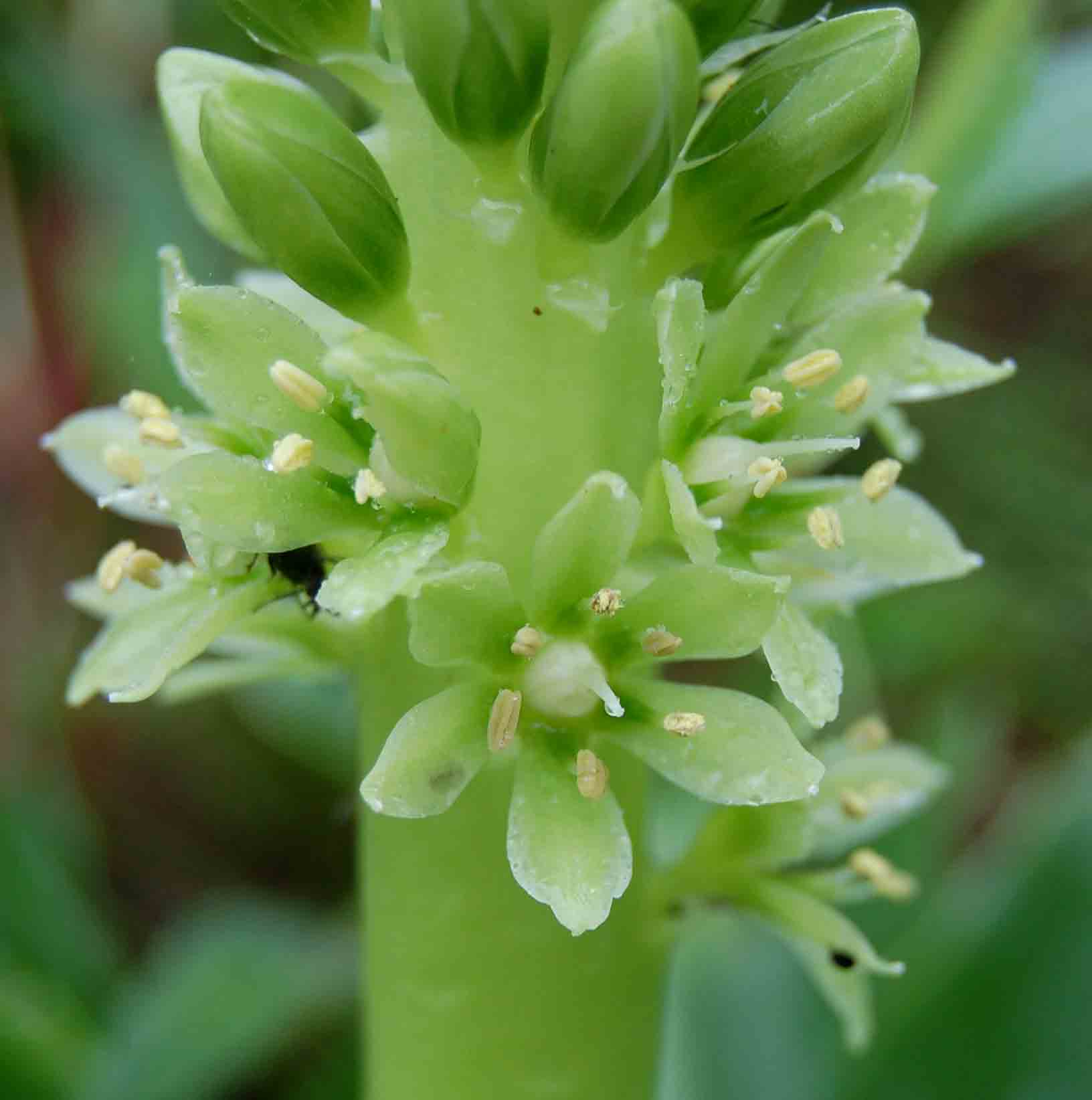 Eucomis autumnalis