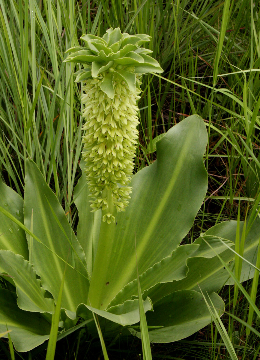 Eucomis autumnalis