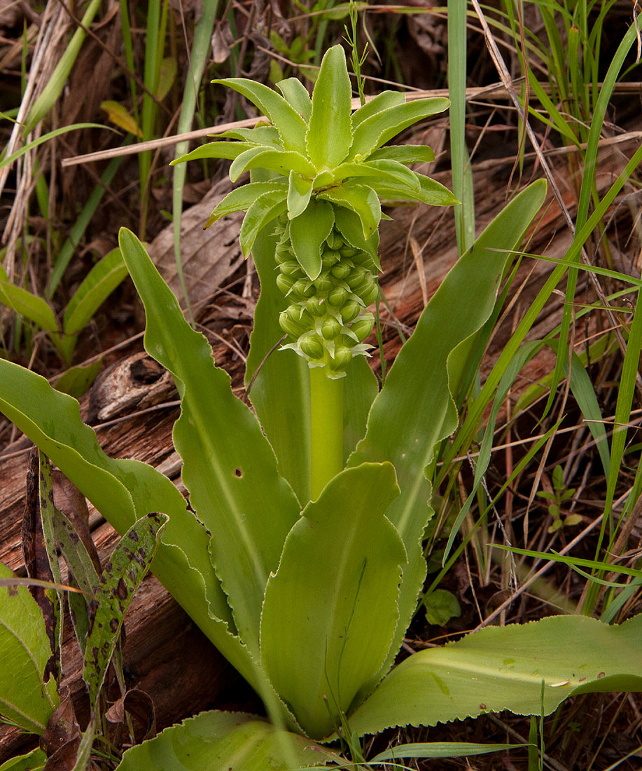 Eucomis autumnalis
