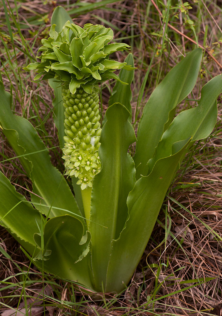 Eucomis autumnalis
