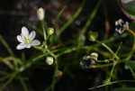 Ornithogalum flexuosum