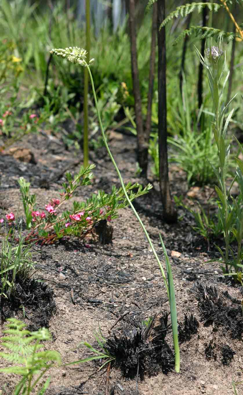 Albuca virens subsp. virens