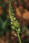 Albuca virens subsp. virens
