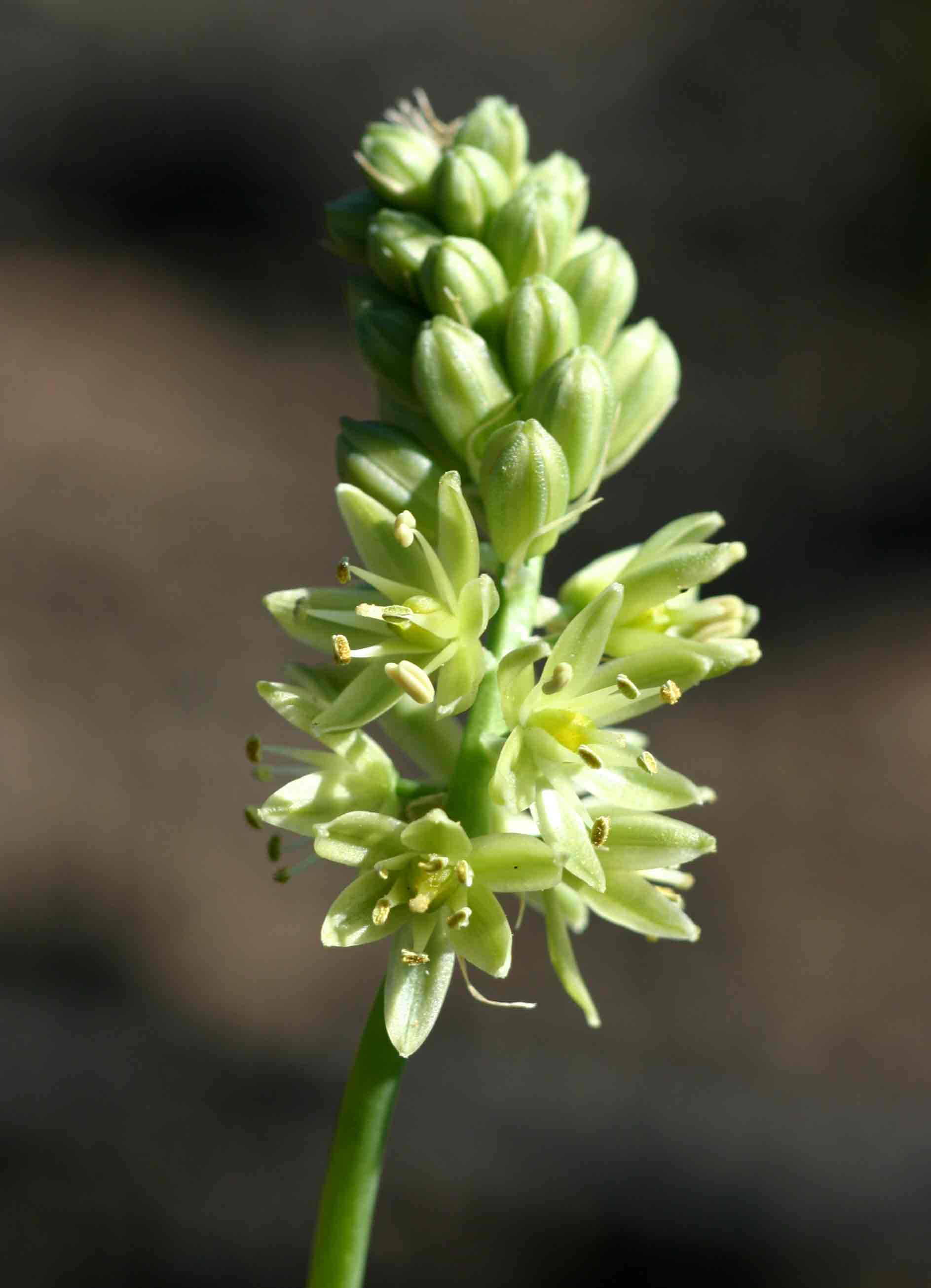 Albuca virens subsp. virens