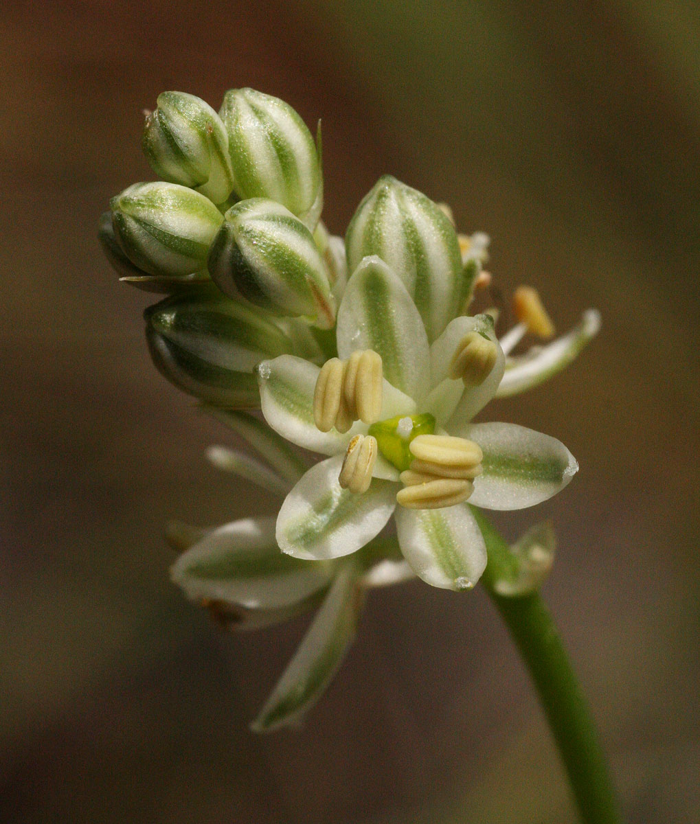 Albuca virens subsp. virens