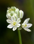 Albuca virens subsp. virens