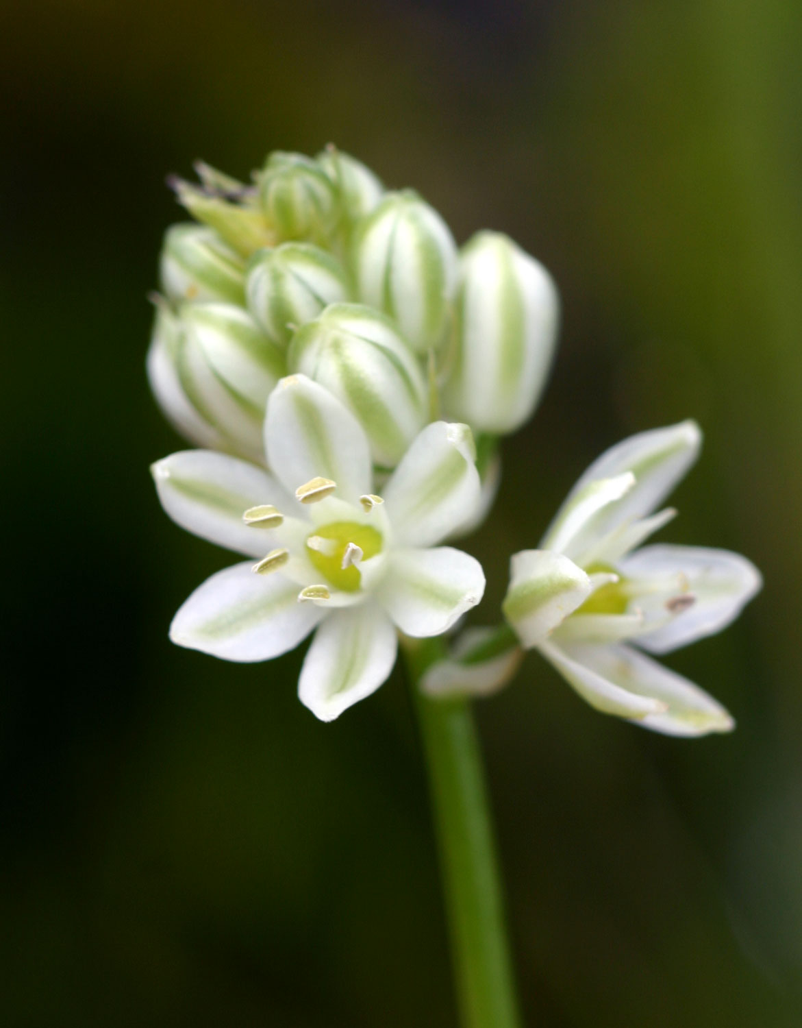 Albuca virens subsp. virens