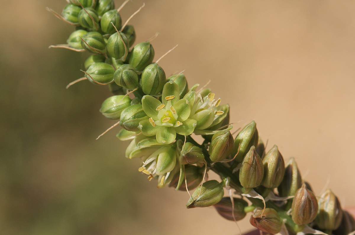 Albuca virens subsp. virens