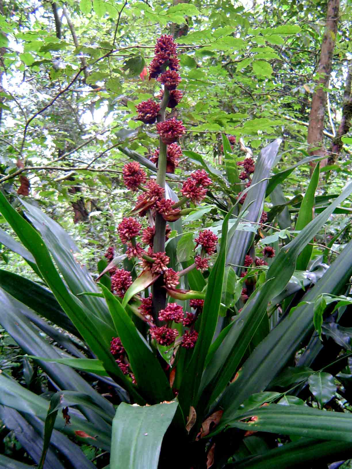 Dracaena fragrans