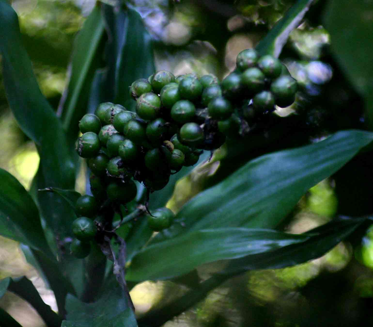 Dracaena fragrans