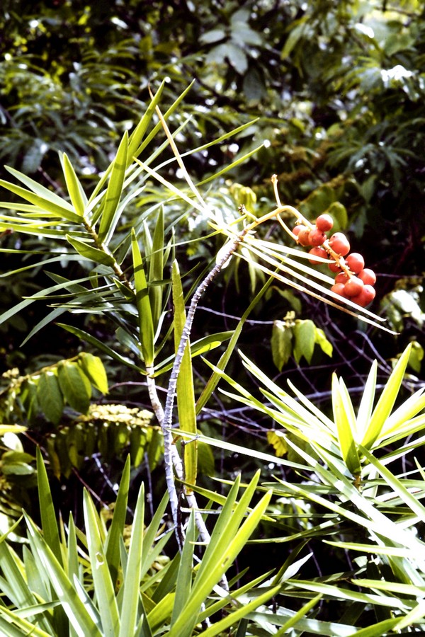 Dracaena mannii