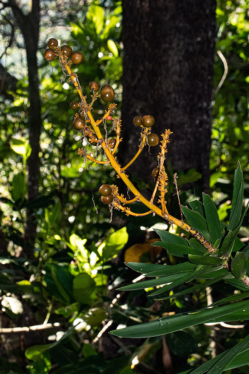 Dracaena mannii Dracaena mannii