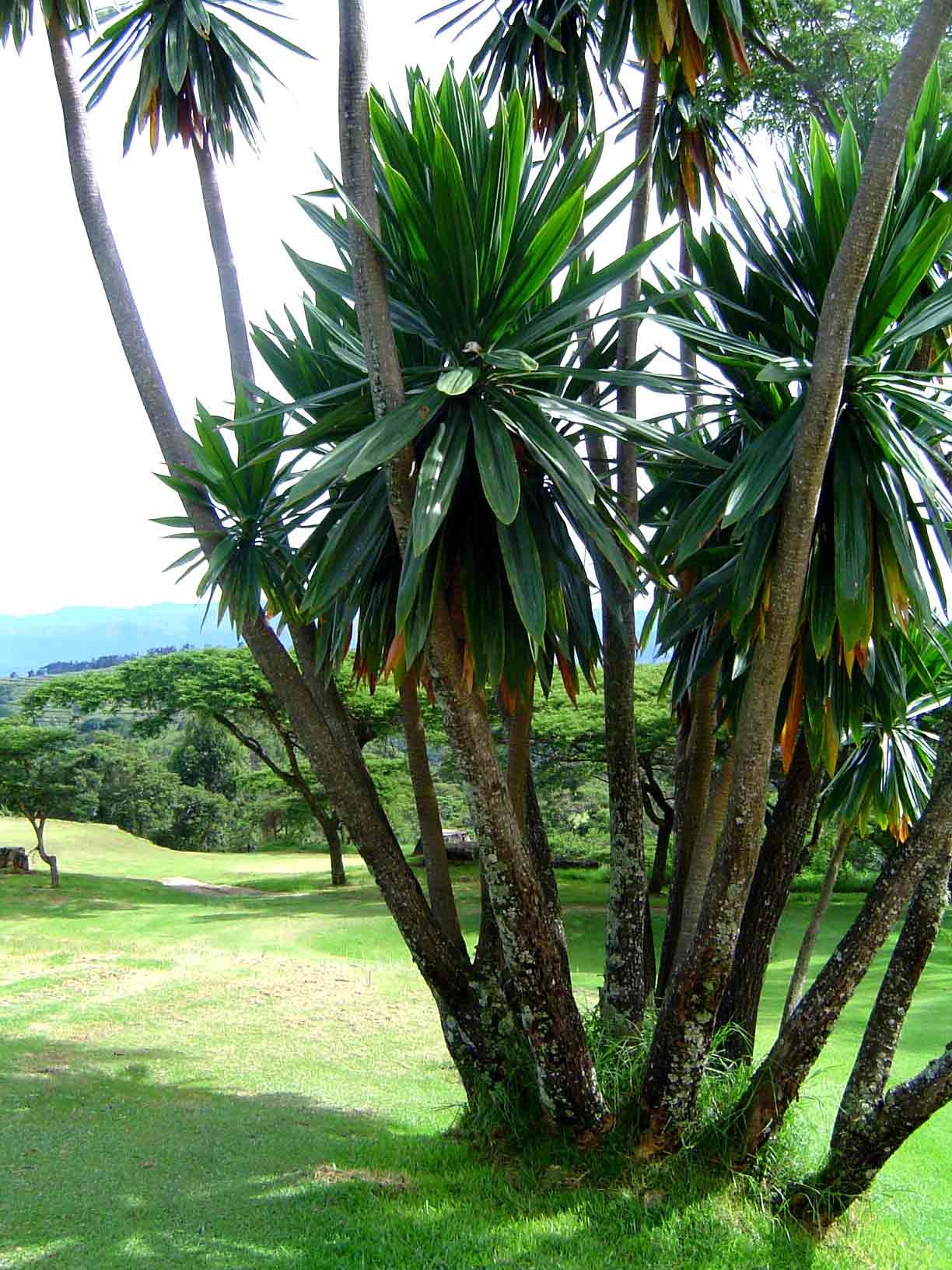 Dracaena steudneri