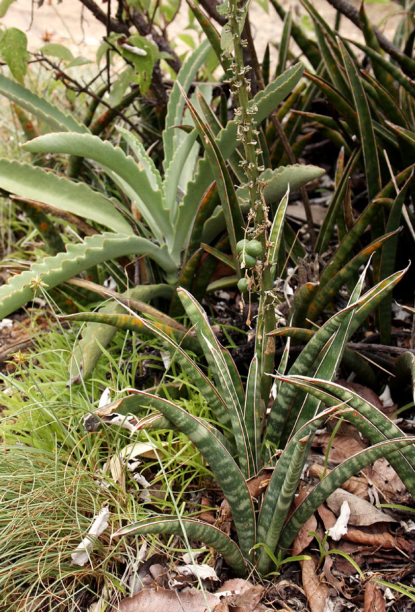 Sansevieria aethiopica Sansevieria aethiopica