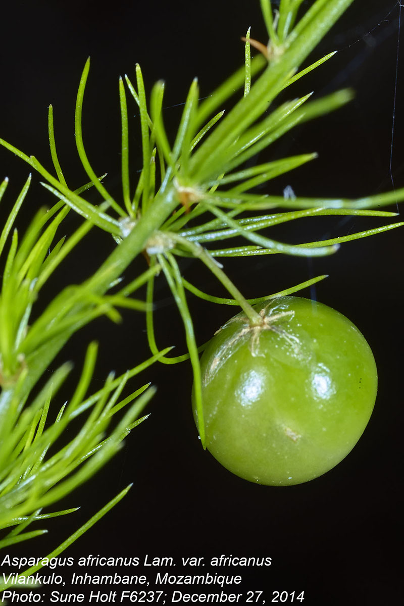 Asparagus africanus var. africanus Asparagus africanus var. africanus