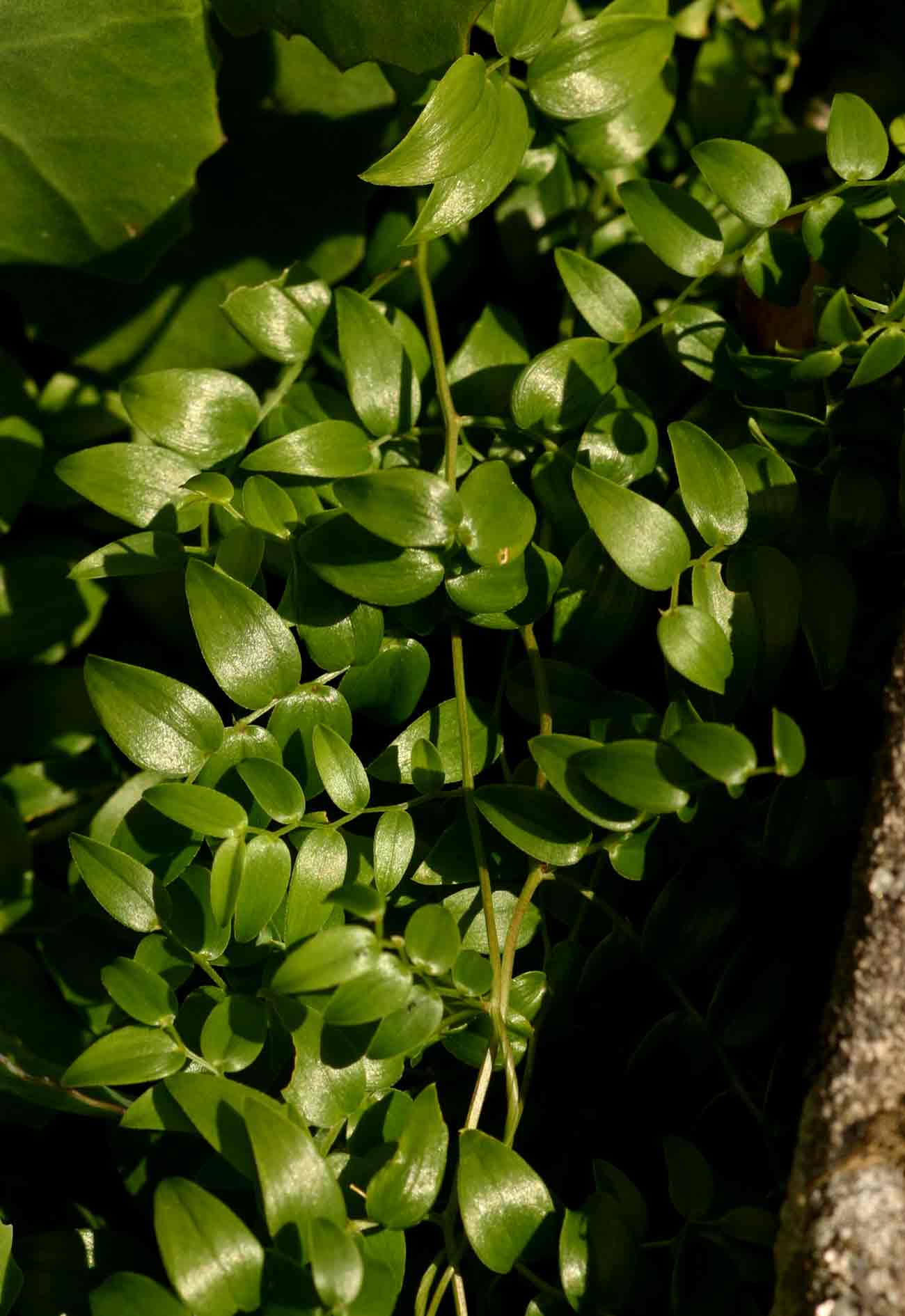 Asparagus asparagoides Asparagus asparagoides