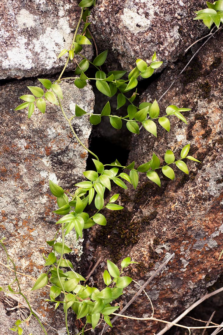 Asparagus asparagoides