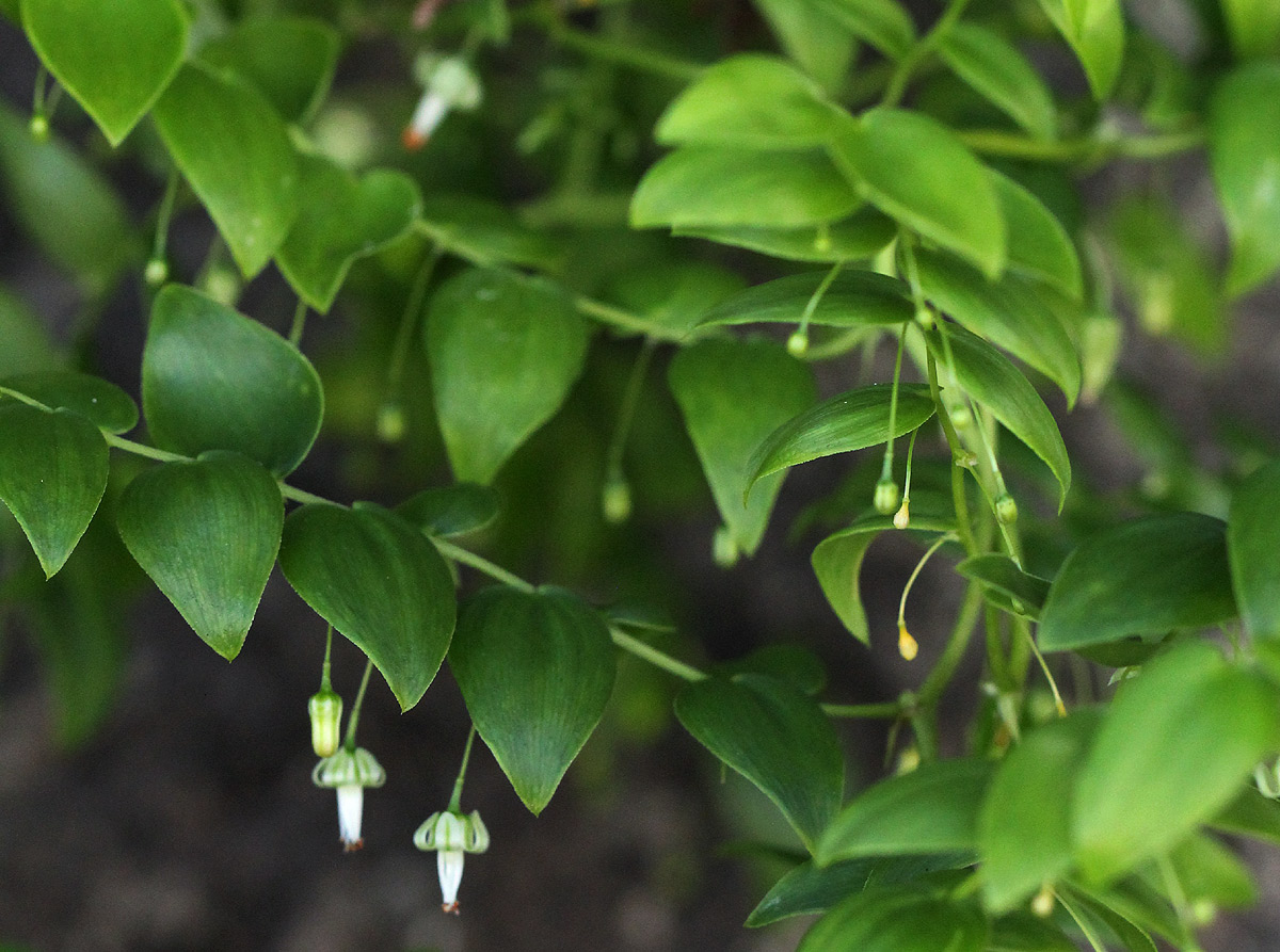 Asparagus asparagoides