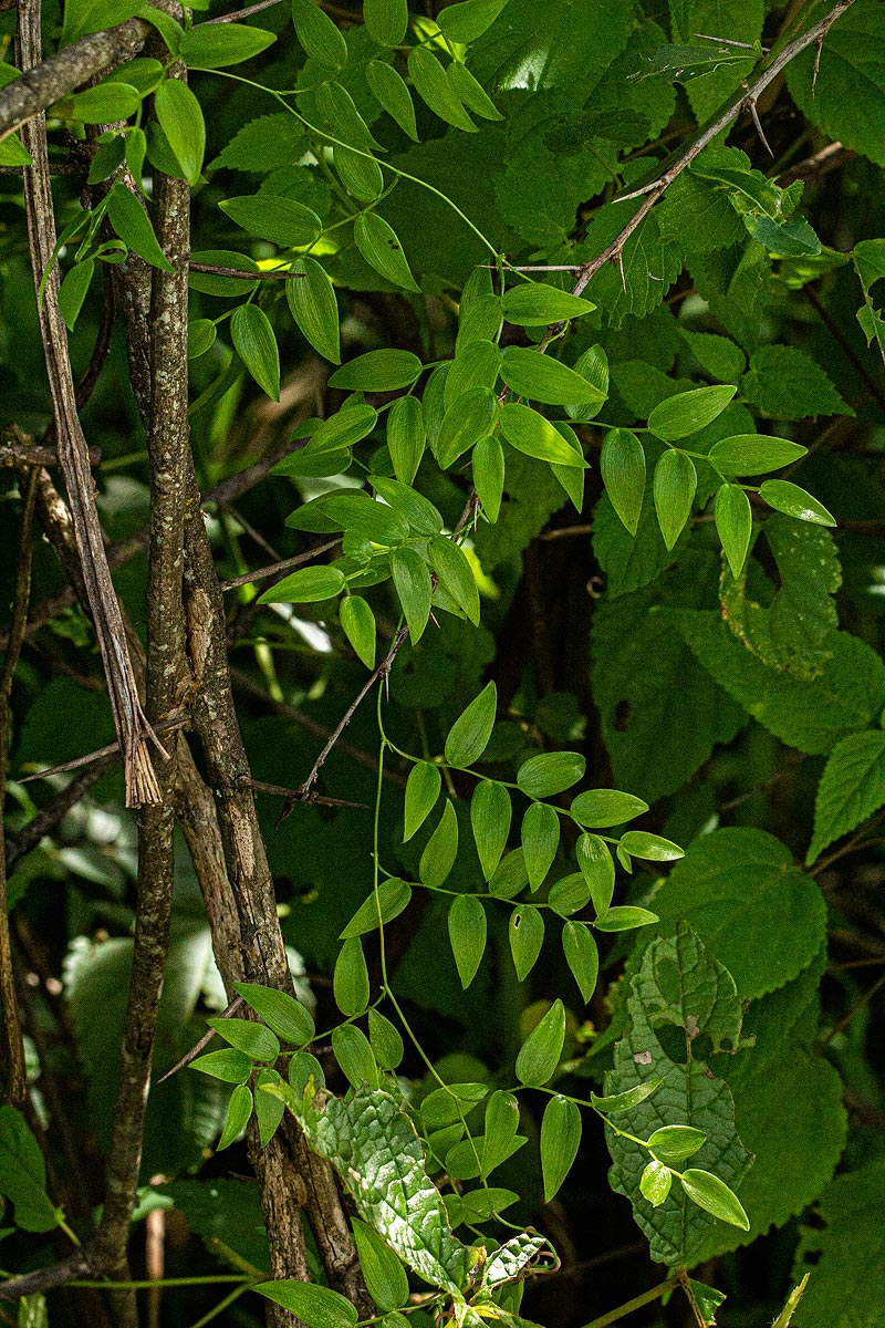 Asparagus asparagoides