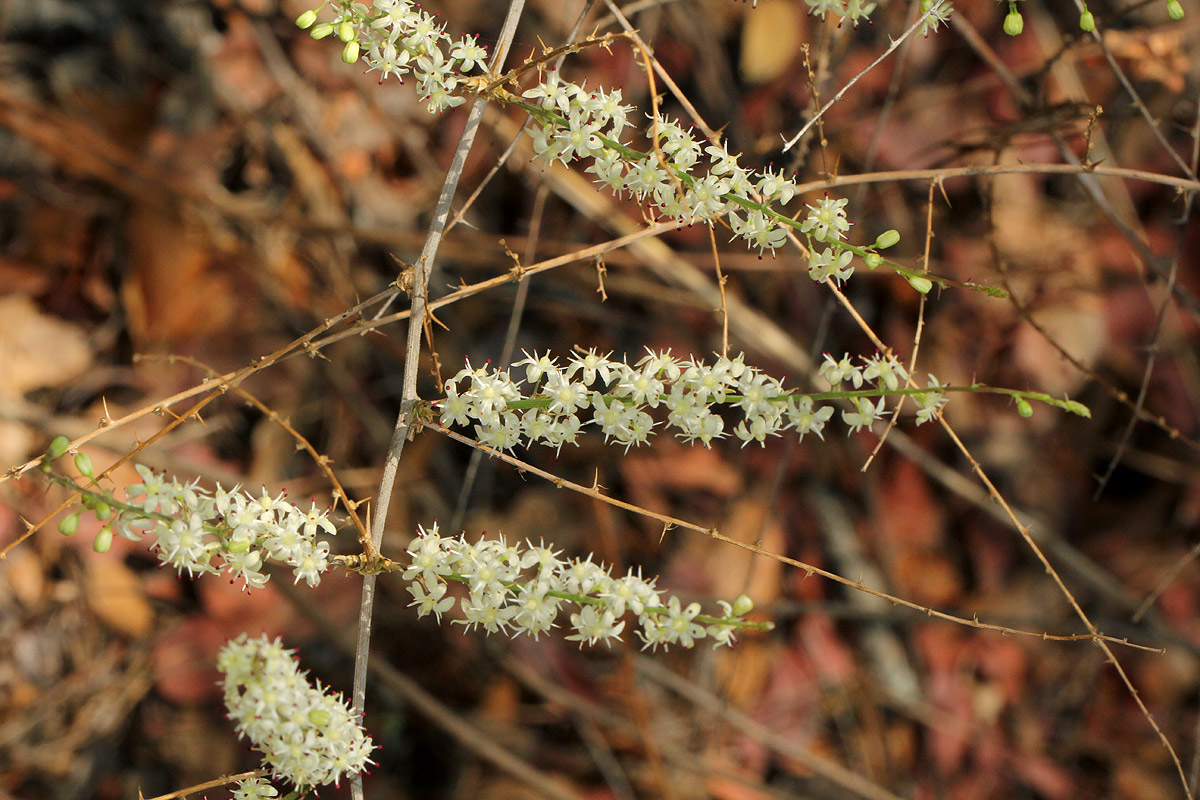 Asparagus laricinus Asparagus laricinus
