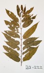 Maesopsis eminii
