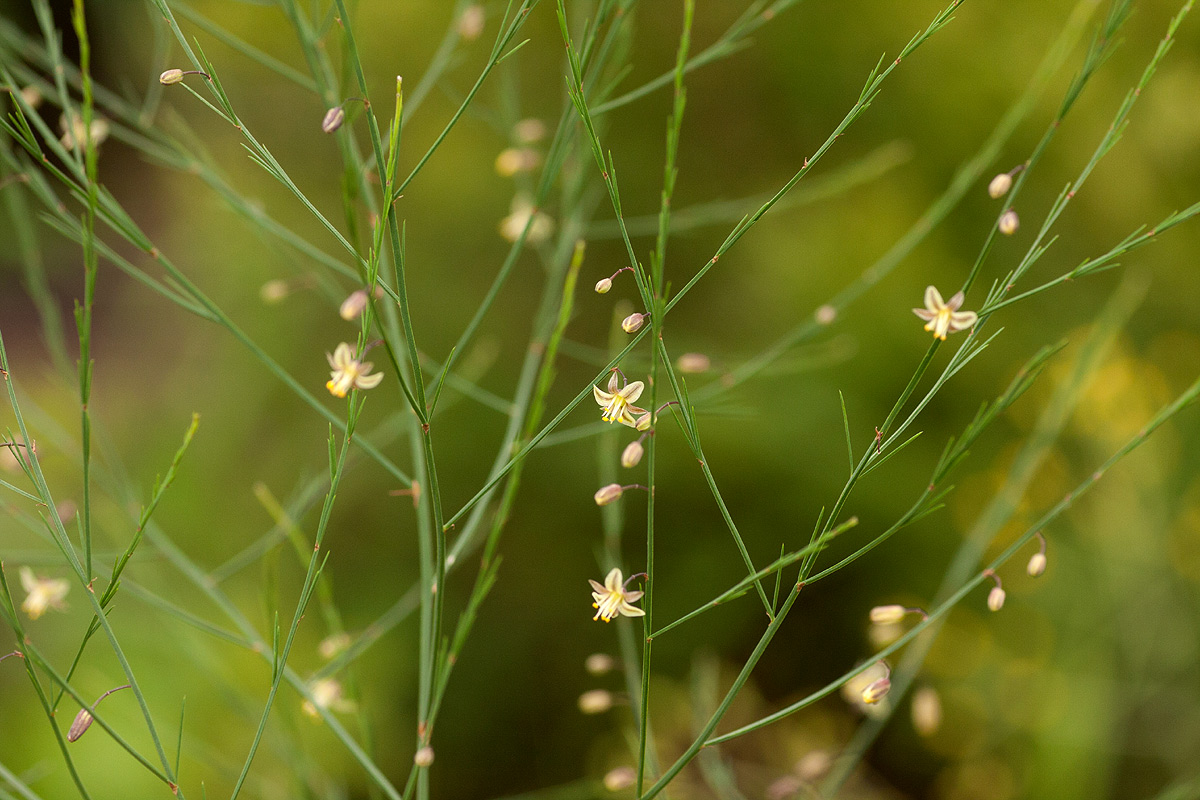 Asparagus virgatus
