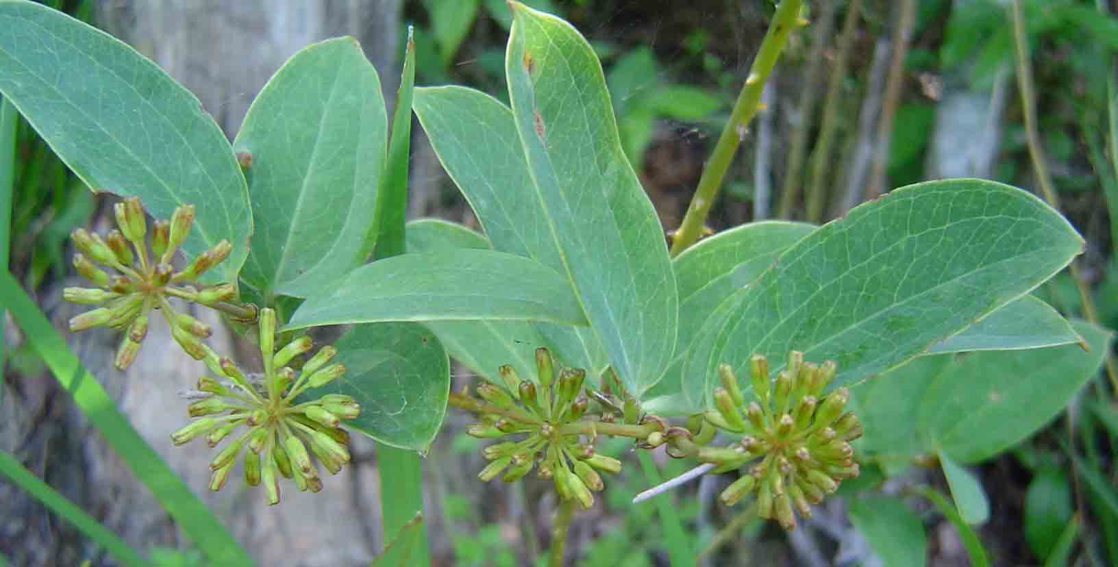 Smilax anceps