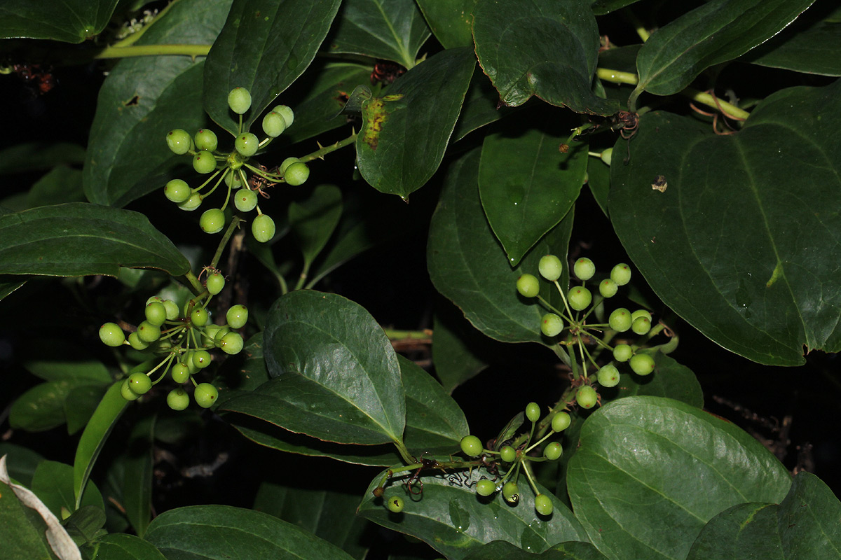 Smilax anceps