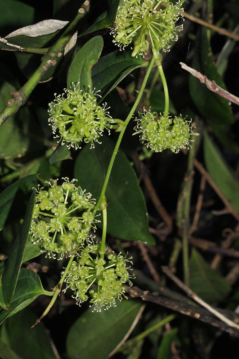 Smilax anceps