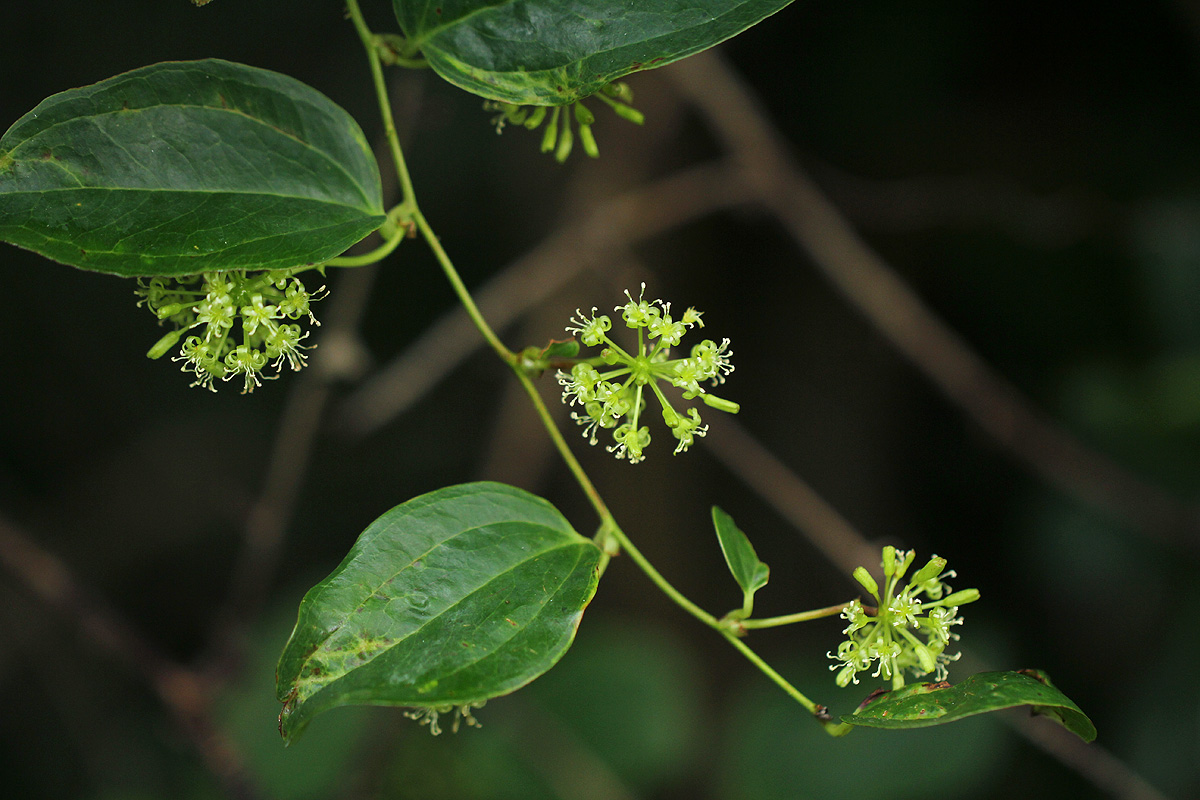 Smilax anceps