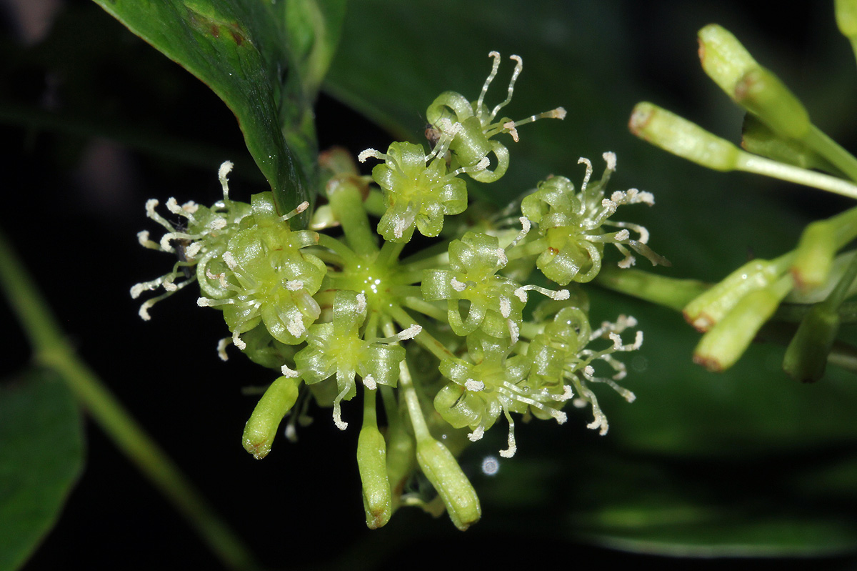 Smilax anceps