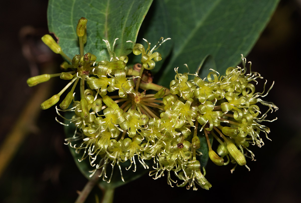 Smilax anceps