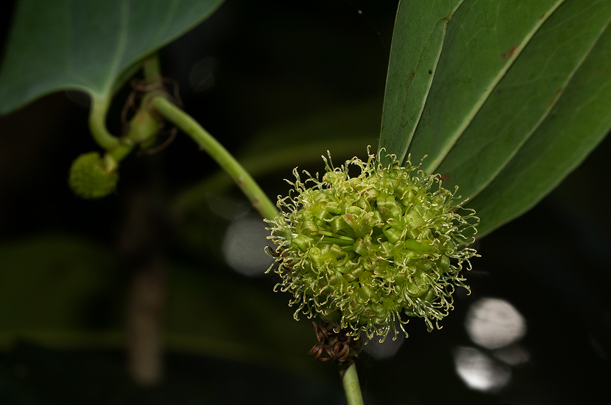 Smilax anceps
