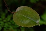 Smilax anceps