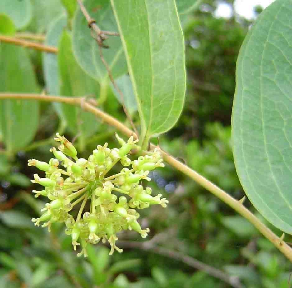 Smilax anceps