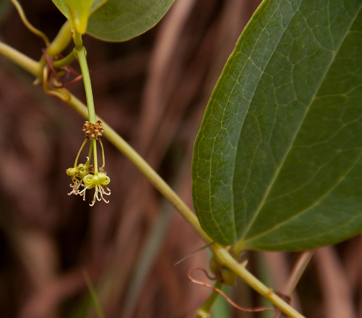 Smilax anceps