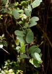Smilax anceps