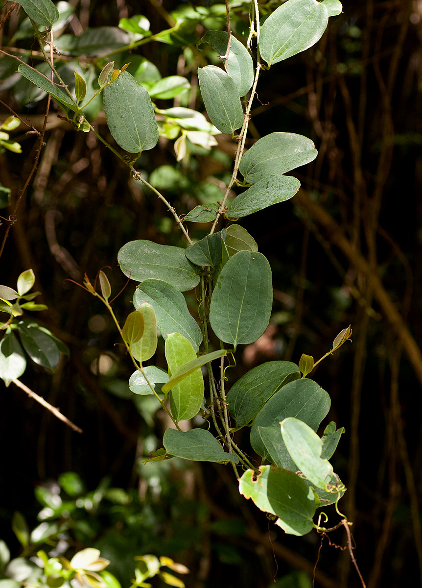 Smilax anceps