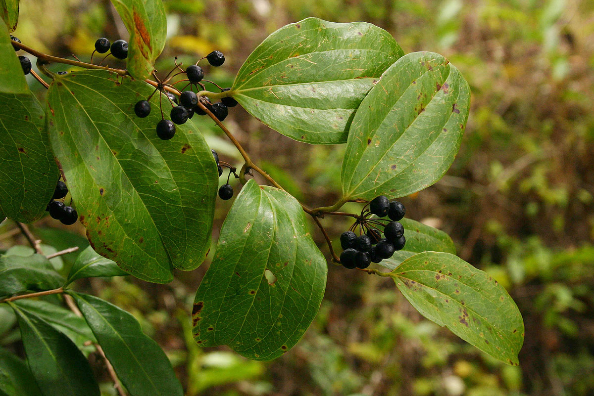 Smilax anceps