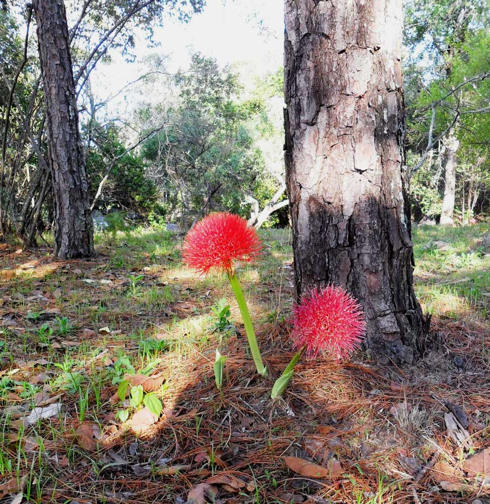 Scadoxus multiflorus subsp. multiflorus