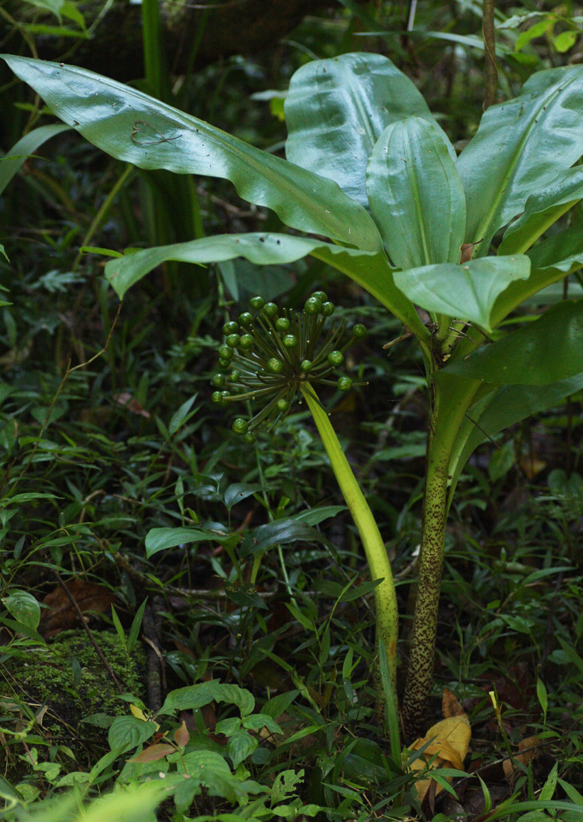 Scadoxus multiflorus subsp. multiflorus