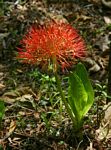 Scadoxus multiflorus subsp. multiflorus