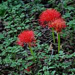 Scadoxus multiflorus subsp. multiflorus