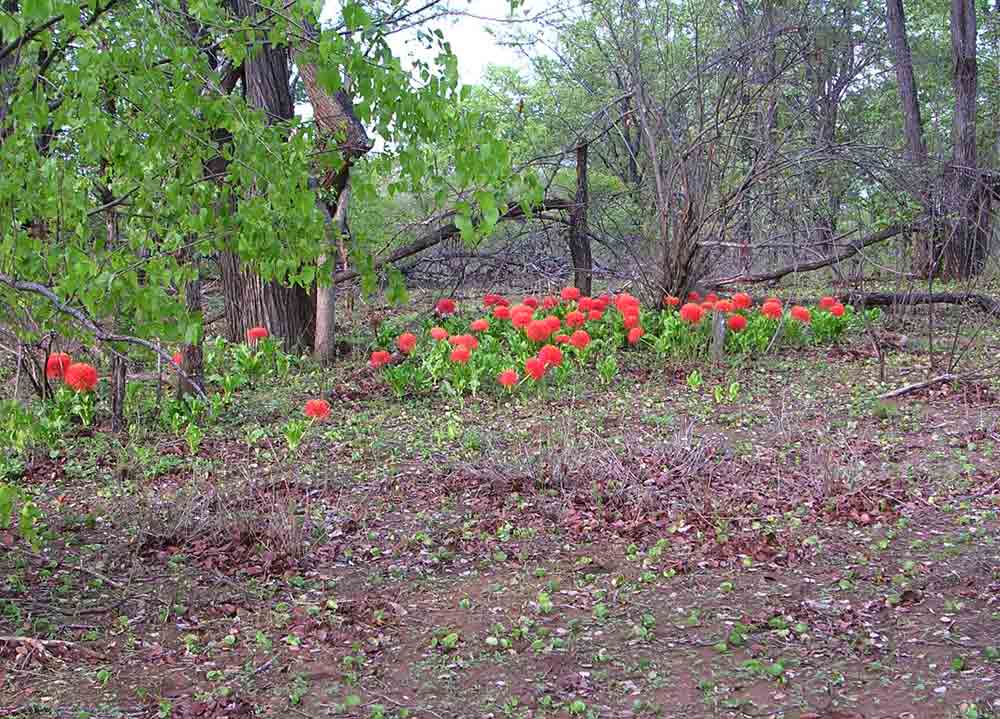 Scadoxus multiflorus subsp. multiflorus
